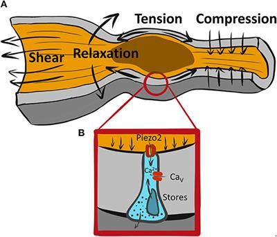 In Pursuit of the Epithelial Mechanosensitivity Mechanisms